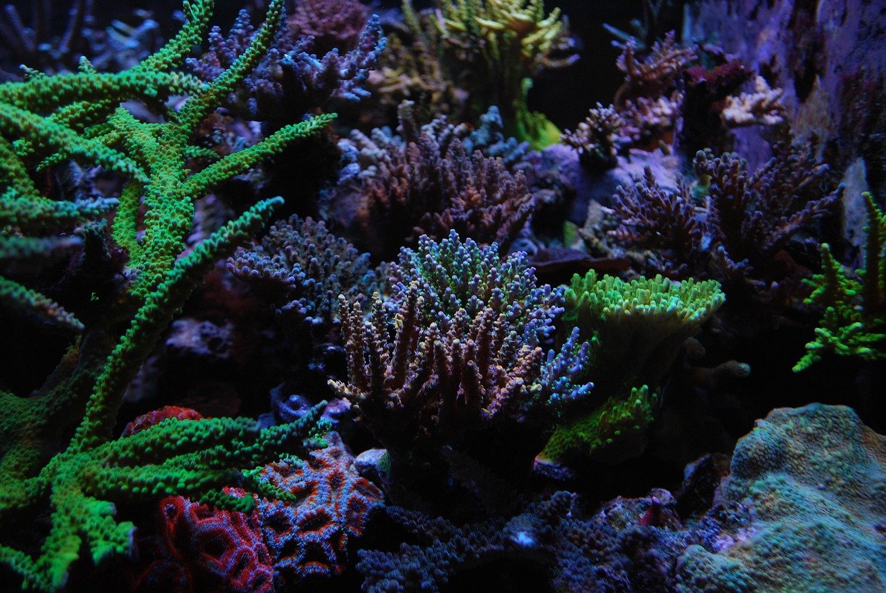 reef tank, sps, corals, reef tank, reef tank, reef tank, reef tank, reef tank