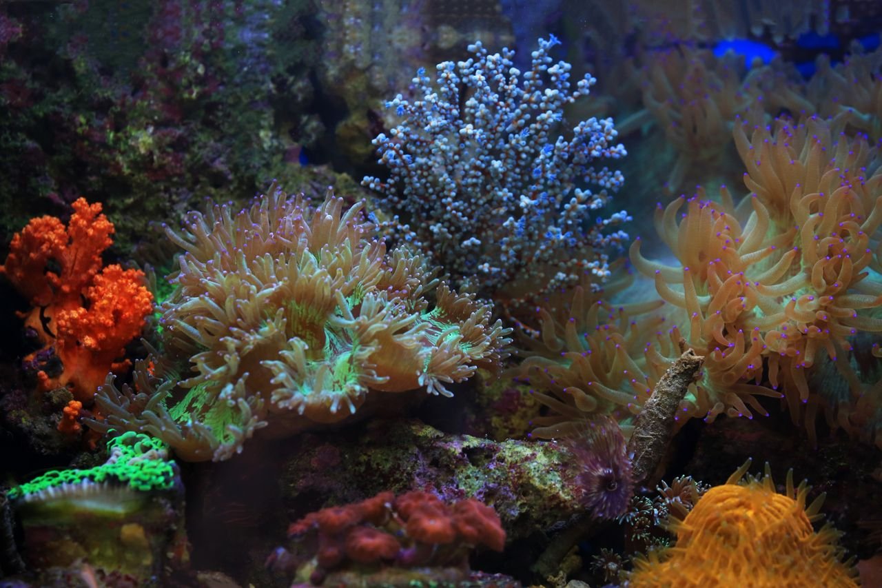 A vividly colorful coral reef ecosystem showcasing diverse marine life.