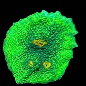 Space invader, chalice coral