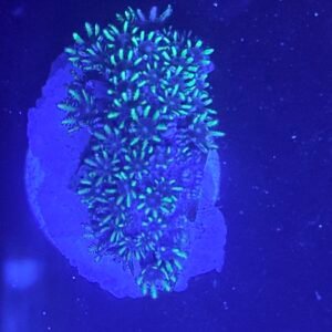 Sympodium