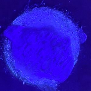 Photosynthetic Blue Sponge