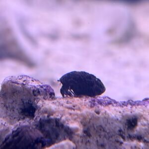 Home Blue Leg Hermit Crab