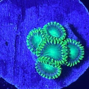 Radioactive Dragon Eye Zoanthid