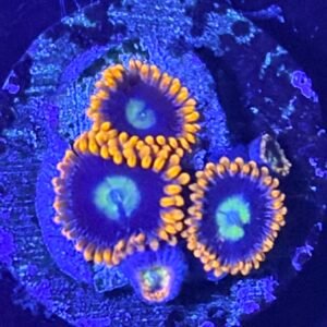 Burning Suns Zoanthid