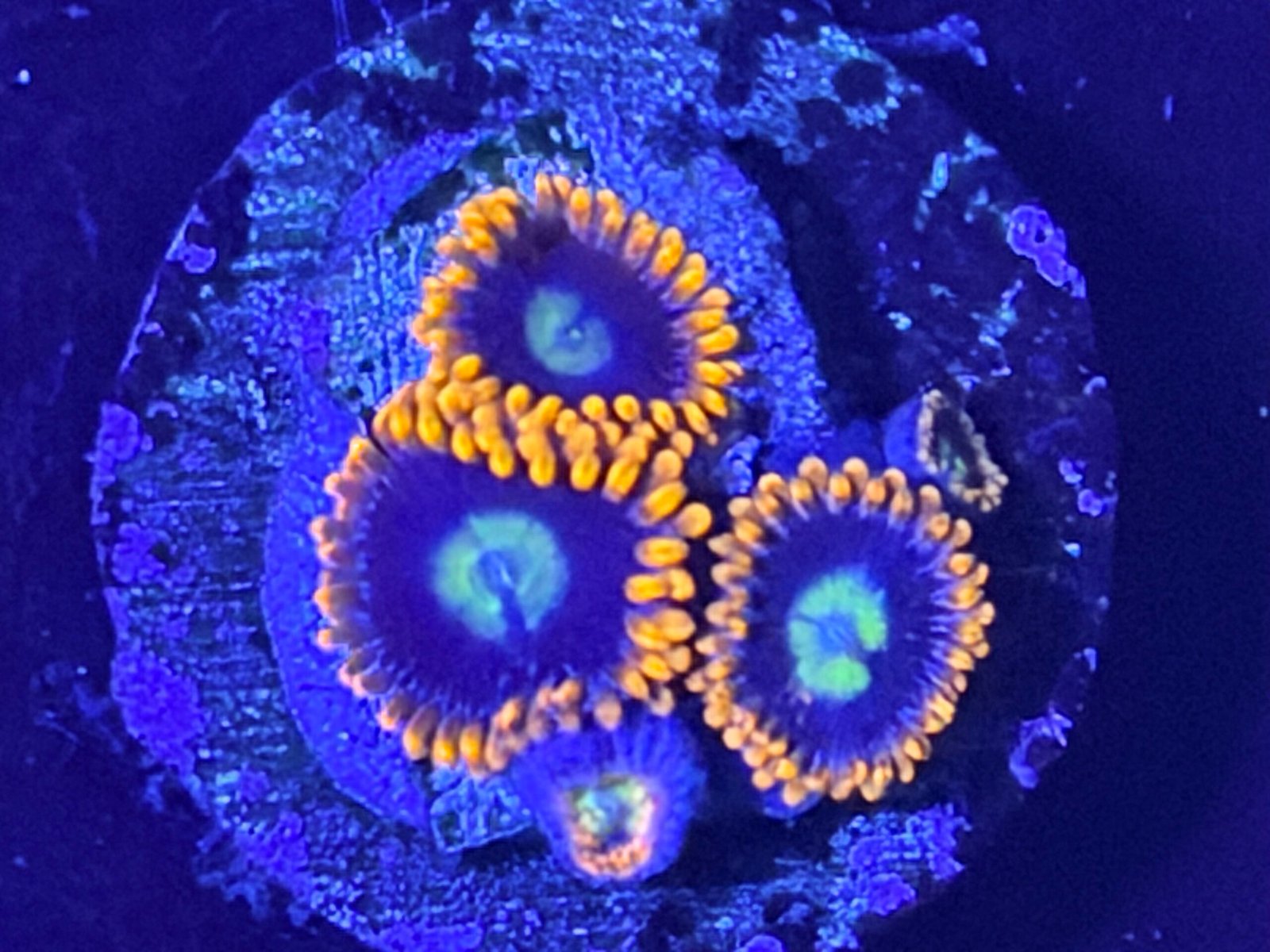 Burning Suns Zoanthid Burning Suns Zoanthid