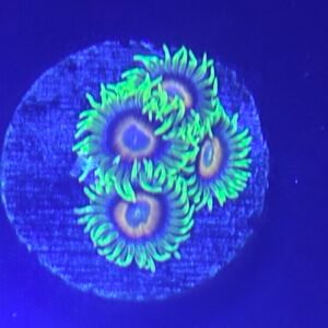 Lazy Lashes Zoanthid
