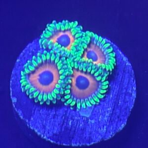 Wammin’ Watermelon Zoanthid