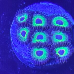 Rasta Bob’s Zoanthid