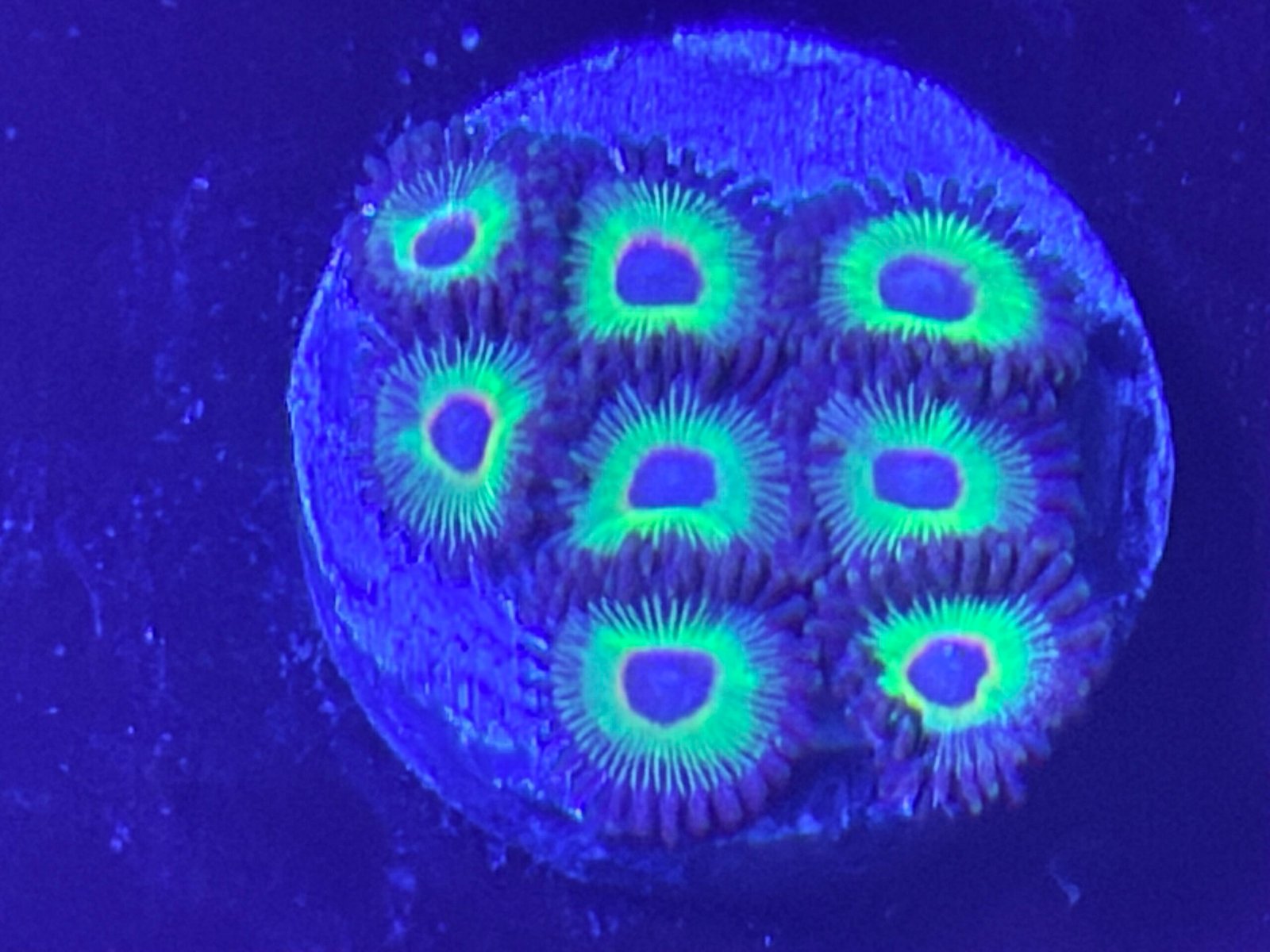 Rasta Bob’s Zoanthid Rasta Bob’s Zoanthid