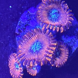 Magician Zoanthid