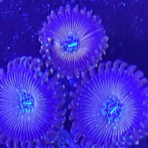 Warlock Zoanthid