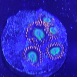 Fruitopia Zoanthid