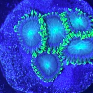 Galactic Dragon Eye Zoanthid