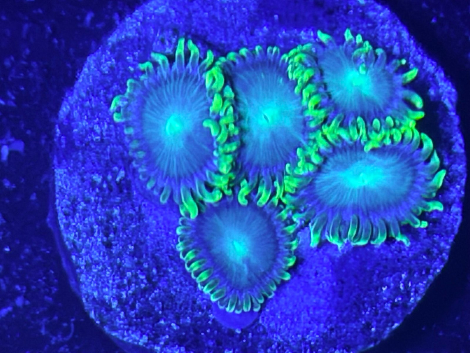 Galactic Dragon Eye Zoanthid Galactic Dragon Eye Zoanthid