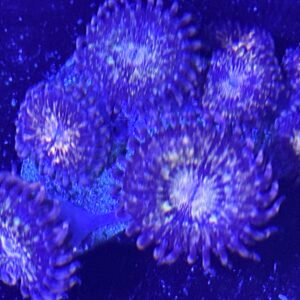 Pink and Gold Zoanthid
