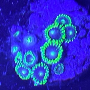 Starfighter Zoanthid