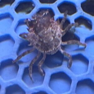 Pitho Crabs