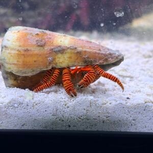 Halloween Hermit Crab