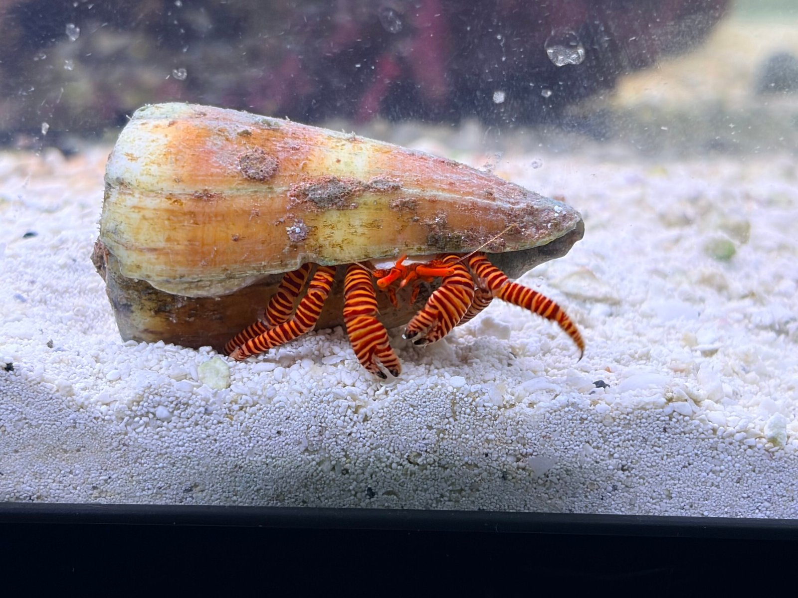 Halloween Hermit Crab Halloween Hermit Crab
