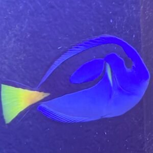 Blue Hippo Tang