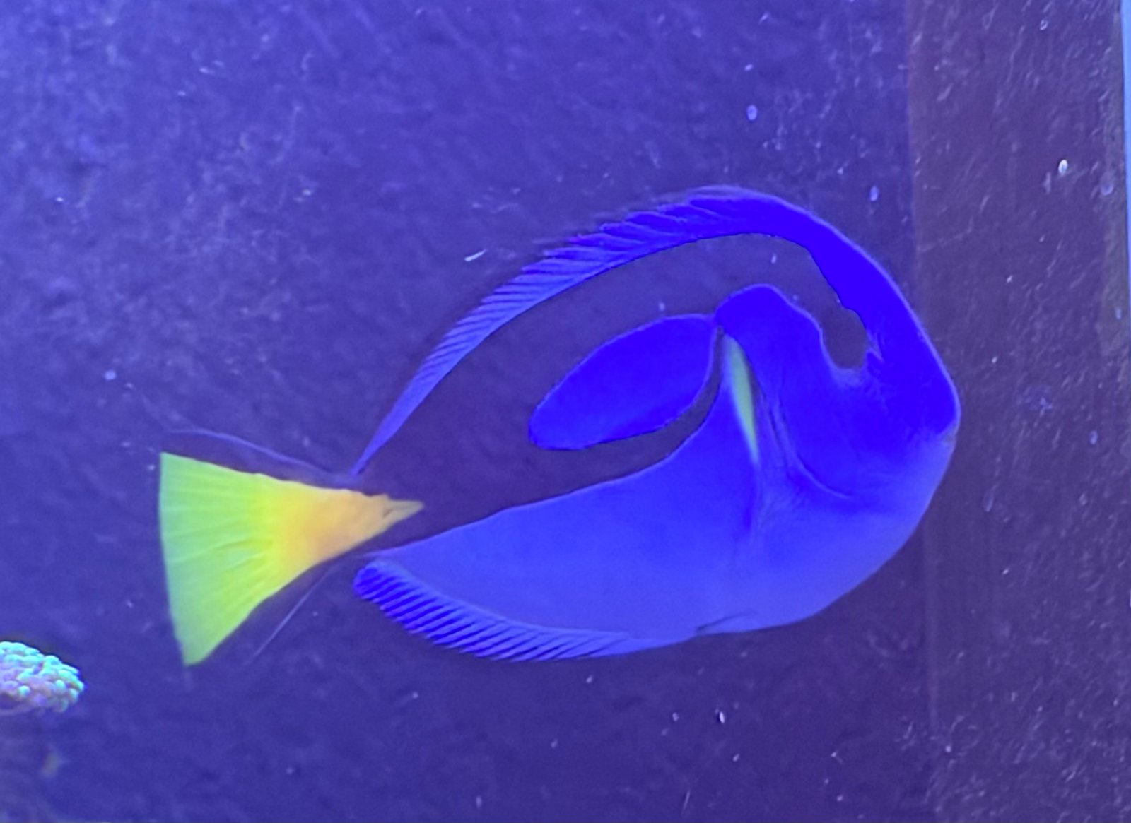 Blue Hippo Tang Blue Hippo Tang